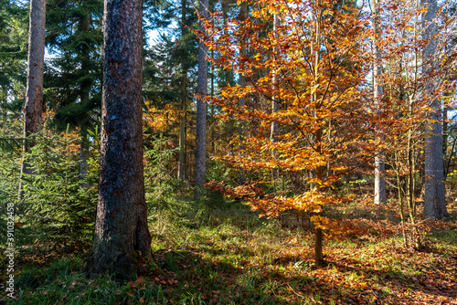 autumn in the forest