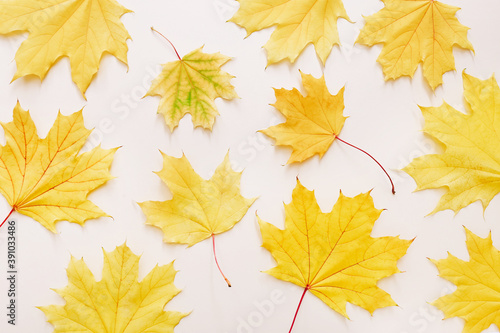Beautiful autumn maple leaves background. Nature fall season