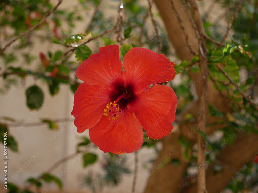Macro photo of a large bright scarlet hibiscus flower blooming on a branch in the garden on a Sunny summer day. Flowering shrub in natural conditions. Macro photo of a large bright scarlet hibiscus flower blooming on a branch in the garden on a Sunny summer day. Flowering shrub in natural conditions.