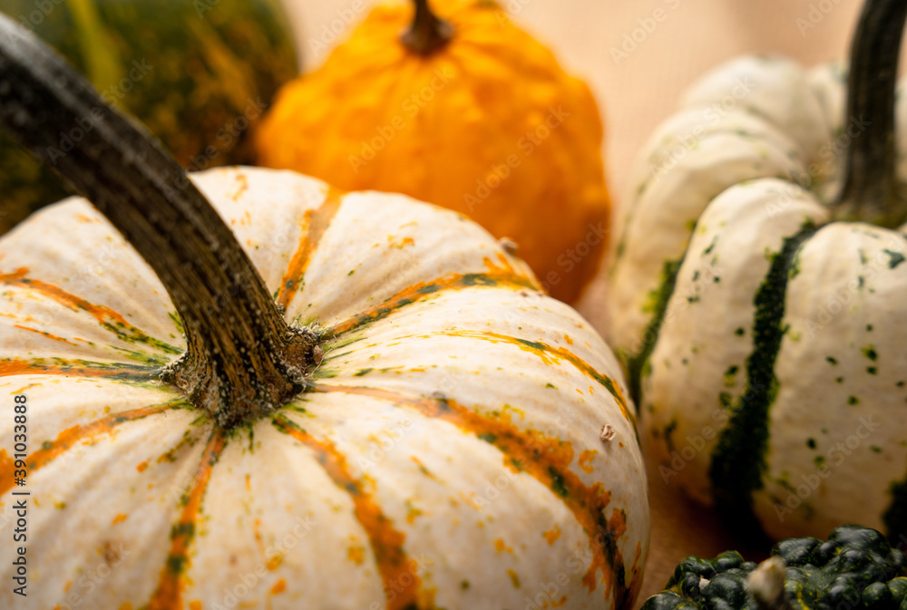 Φωτογραφία Closeup of a variety of pumpkins - autumn themed background