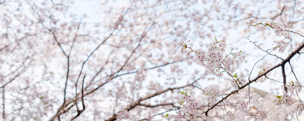 満開の桜 ソメイヨシノ 桜の花と空の背景 パノラマ 桜 日本 2020