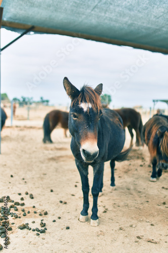 Adorable ponies walking at the farm