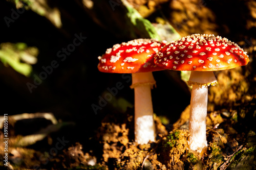 red and white mushroom