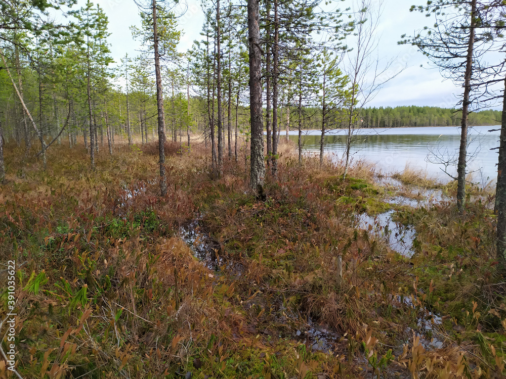 Russia, Karelia, Kostomuksha. Here puddles and yellow grass on the lake shore. November, 07.2020