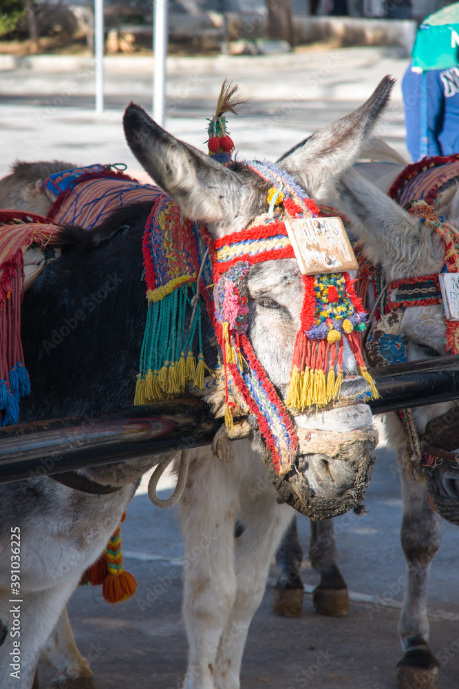 Ταπετσαρία Vertical shot of a donkey in Mijas, Malaga, Spain