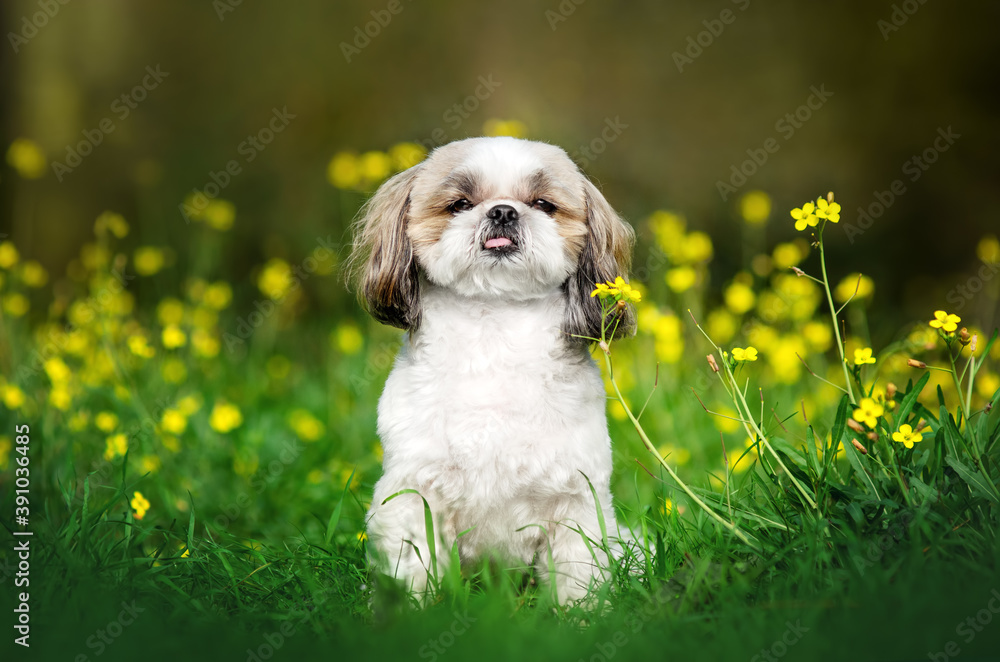 shih tzu dog walk in autumn park magic light beautiful pet portrait
