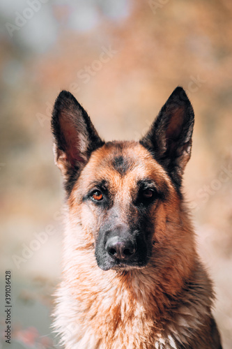 Purebred dog on the background of a yellow autumn forest, high-quality photo of the dog for a screensaver or calendar. Portrait of a black and red German shepherd with devoted brown eyes.