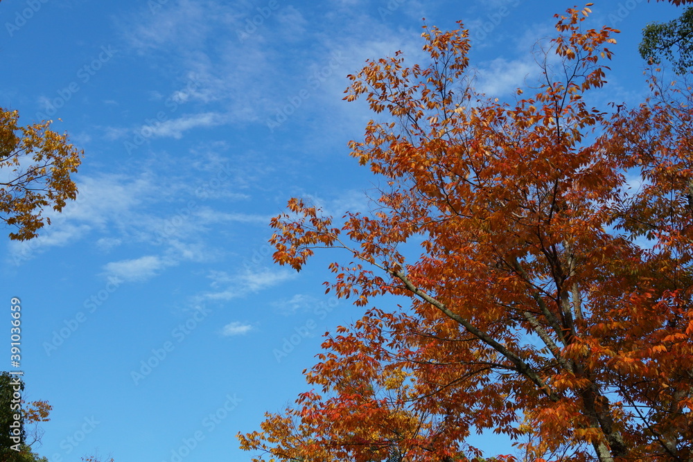 秋の空 秋の空