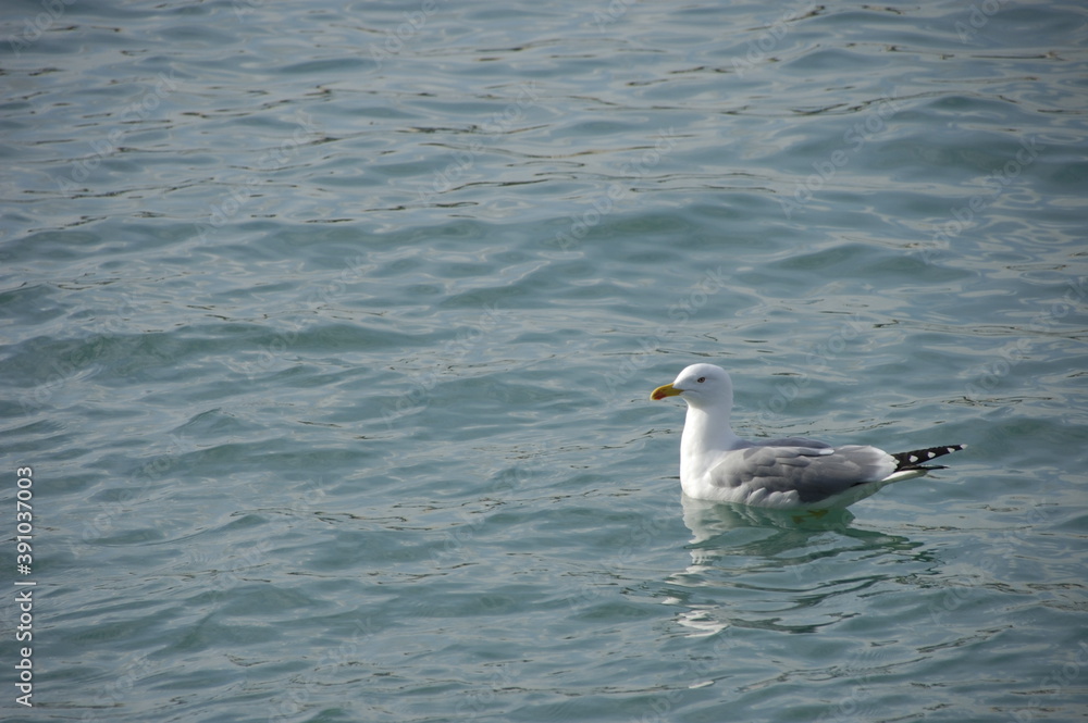 gaviota gaviota
