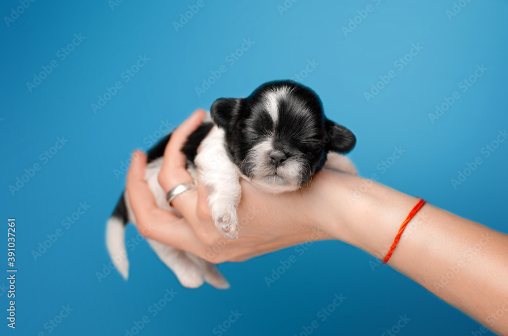 photoshoot newborn puppies cute shih tzu affection lovely background
 - obrazy, fototapety, plakaty 