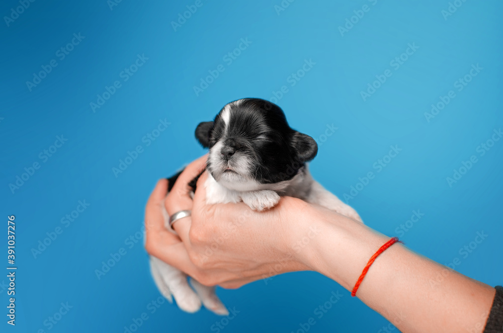 photoshoot newborn puppies cute shih tzu affection lovely background
