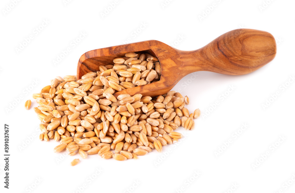 Wheat grains in wooden scoop, isolated on white background. Processed organic dry wheat seeds. Wheat grains in wooden scoop, isolated on white background. Processed organic dry wheat seeds.