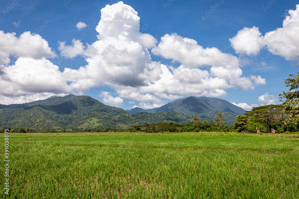 Beautiful rice Field in Palawan