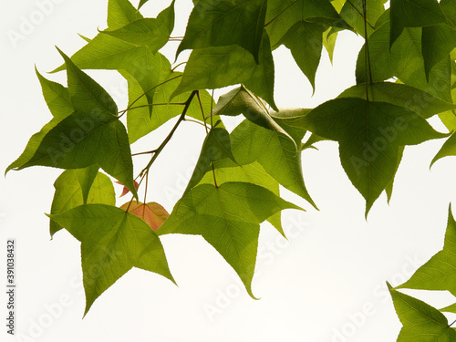 Closeup shot of fresh foliage of Chinese sweet gum plant on white background photo