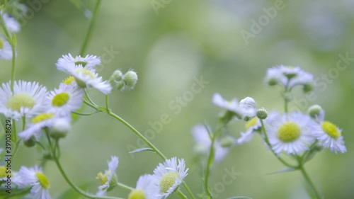 Flower meadow with white beautiful flowers. photo