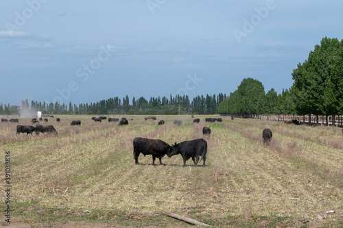 Angus herd with heifer in foreground