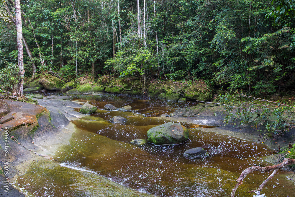 Fototapeta premium A tranquil natural rainforest scene at a creek with a river and trees in Presidente Figueiredo located within the tropical Amazon jungle in the state of Amazonas in Brazil, South America