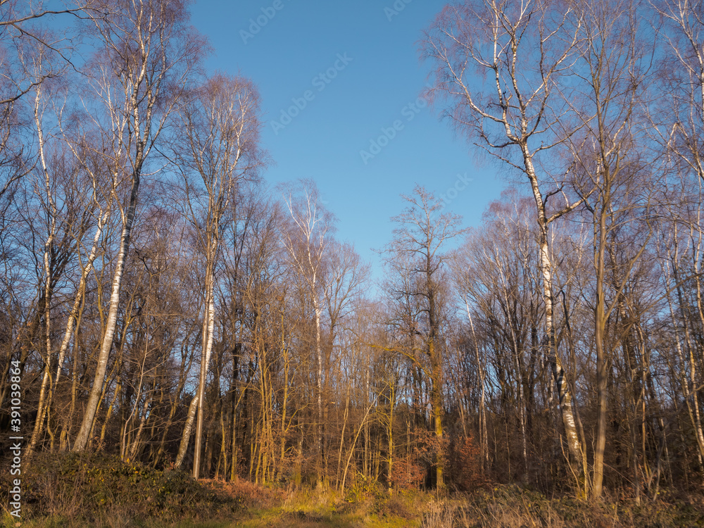 Forest in winter with a blue sky
