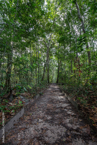 Forest pathway creating a walkway that's leading through the Amazon Rainforest taken in portrait at Presidente Figueiredo, Brazil, South America, with tropical forest trees & jungle foiliage
