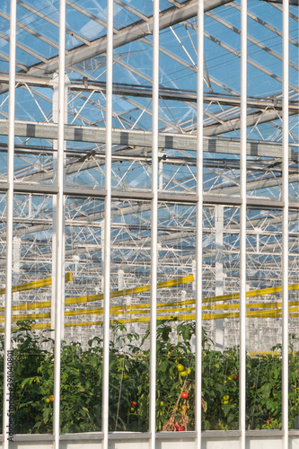 large greenhouse where tomato plants are grown