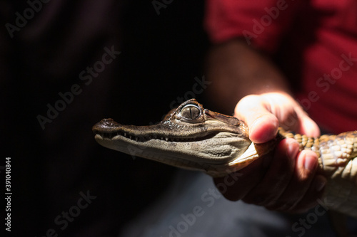 Closeup of a Brazilian man holding a young hatchling caiman crocodile around the neck at night from the Amazon River in the State of Amazonas, Brazil, South America photo