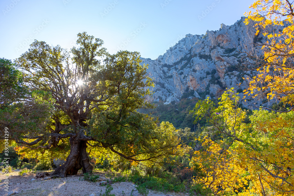 Colors of autumn, tree in a mountain landscape, Sardegna canyon Gorroppu Colors of autumn, tree in a mountain landscape, Sardegna canyon Gorroppu