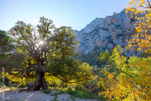 Fototapeta Naklejka Na Ścianę i Meble -  Colors of autumn, tree in a mountain landscape, Sardegna canyon Gorroppu
