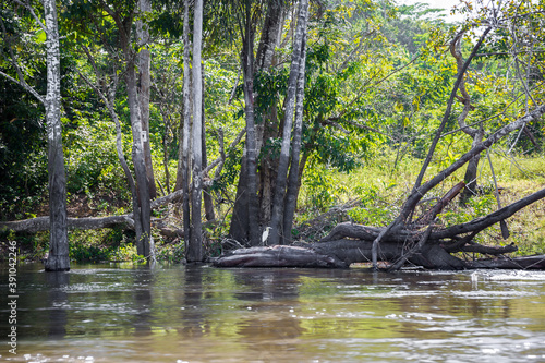 The Amazon River surrounded by rainforest trees   jungle foliage with a tropical bird perched on a fallen tree in the water in the State of Amazonas  Brazil  South America