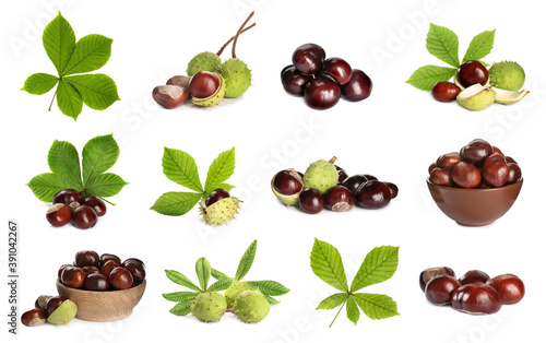 Foto Set of brown horse chestnuts with green leaves isolated on white