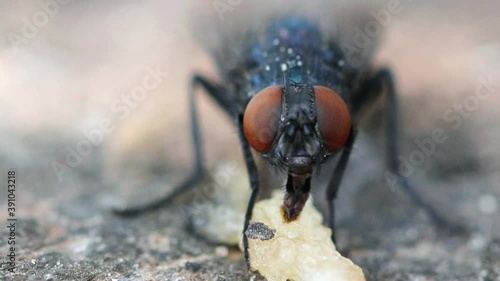 Mosca doméstica se alimentando