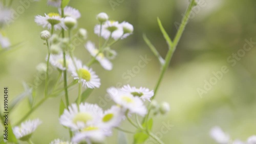 Flower meadow with white beautiful flowers. photo