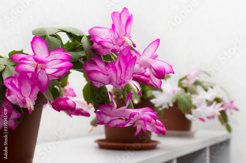 Schlumberger or Decembrist, Christmas flower blooming in the winter before Christmas. succulent