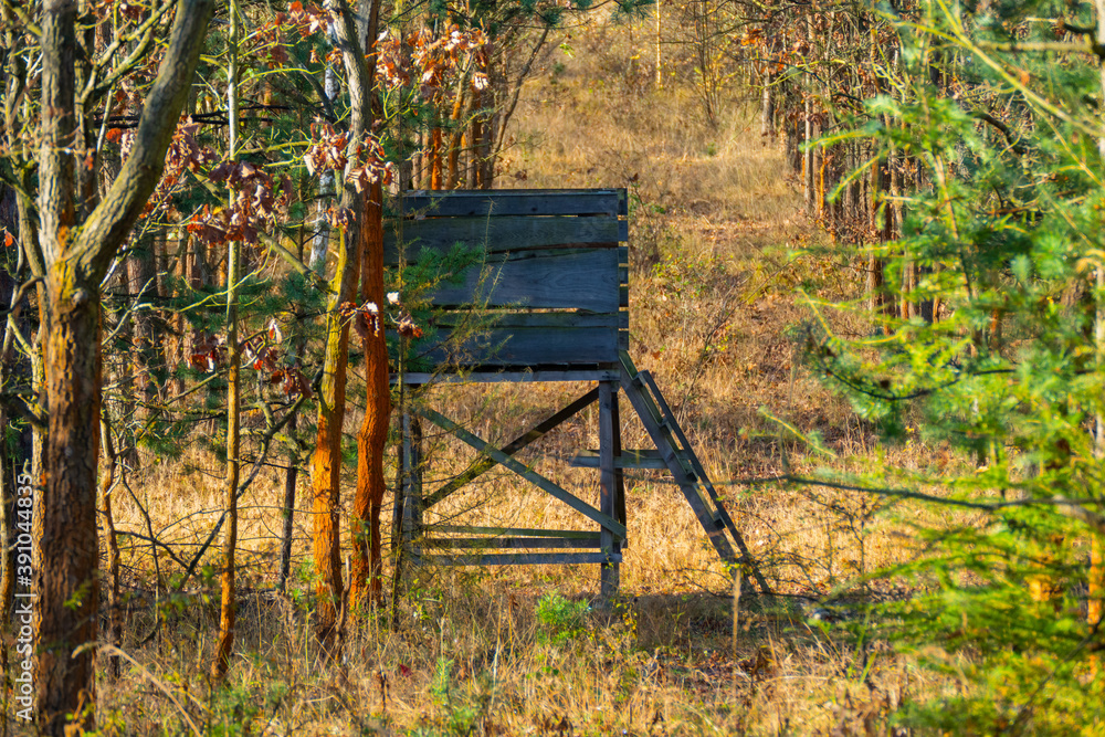 High stand for hunters and foresters in a bare autumn forest with leaves on the ground in bright sunlight High stand for hunters and foresters in a bare autumn forest with leaves on the ground in bright sunlight