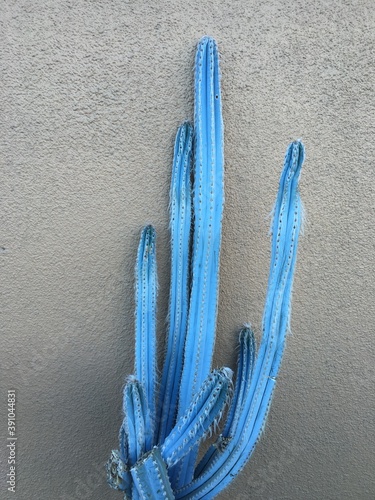 Blue cactus on the road, California