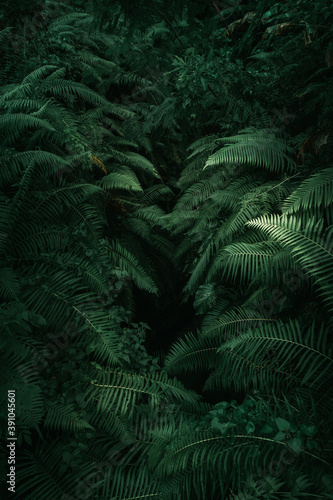 Ferns in the forest, Bali. Beautiful ferns leaves green foliage. Close up of beautiful growing ferns in the forest. Natural floral fern background in sunlight. 
