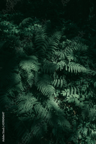 Ferns in the forest. Beautiful ferns  leaves  green foliage. Close up of beautiful growing ferns in the forest. Natural floral fern background in sunlight. 
