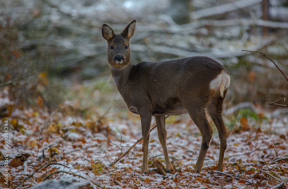 A young deer strolls though a winter woodland looking for food, with a sprinkling of snow on the ground A young deer strolls though a winter woodland looking for food, with a sprinkling of snow on the ground