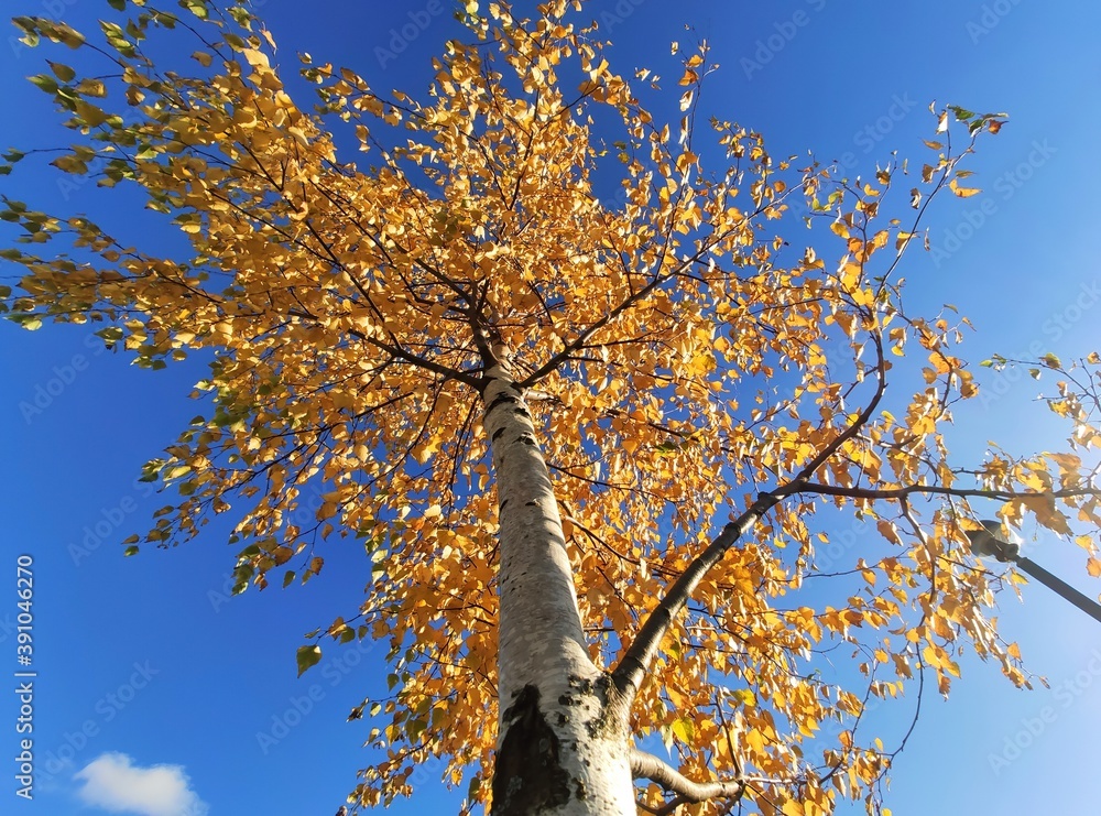 Fototapeta premium birch trunks in autumn, bottom view