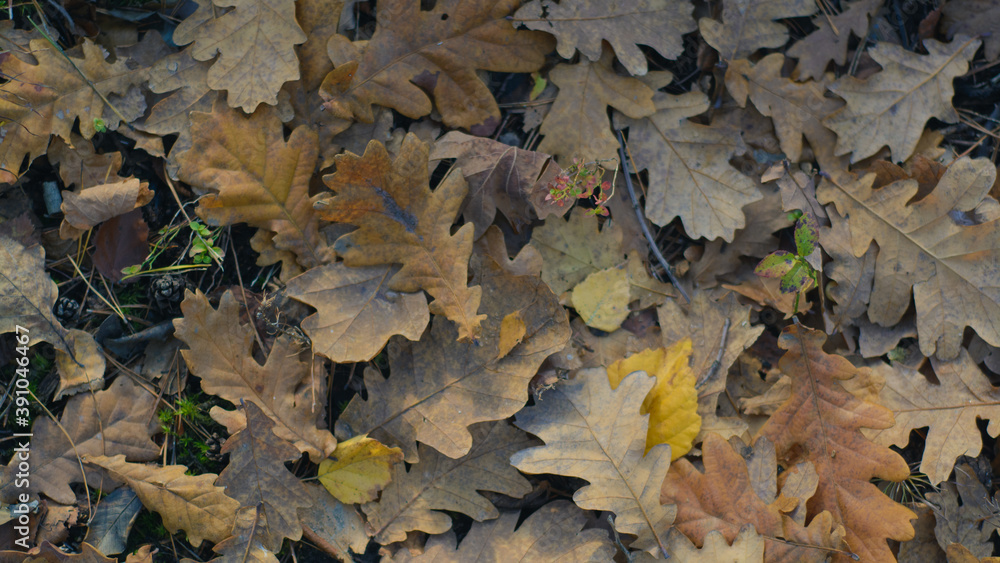 autumn leaves on the ground autumn leaves on the ground