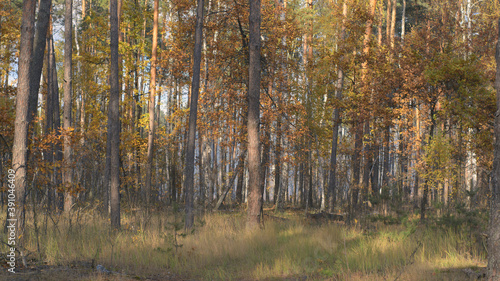 Fototapeta Naklejka Na Ścianę i Meble -  autumn forest in the morning