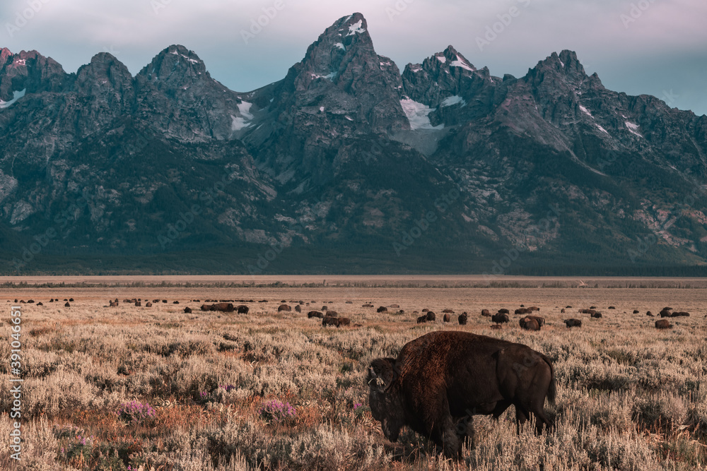 Up close of a Male American Bison or Buffalo with a herd roaming in a prairie grass field during sunrise in Grand Teton National Park, Wyoming, USA. Teton Mountain Range towers in the background. Up close of a Male American Bison or Buffalo with a herd roaming in a prairie grass field during sunrise in Grand Teton National Park, Wyoming, USA. Teton Mountain Range towers in the background.