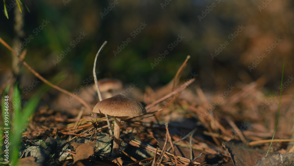 Mushroom in the fall forest. Forest magic Mushroom in the fall forest. Forest magic