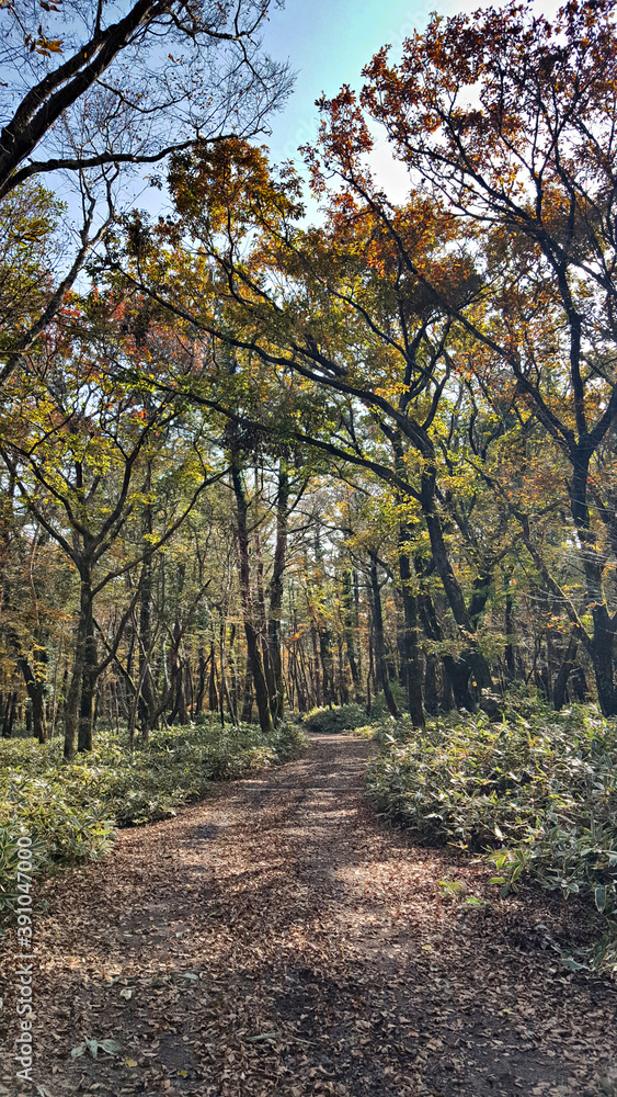 Naklejka premium 한라산 둘레길 천아숲길 풍경, 단풍