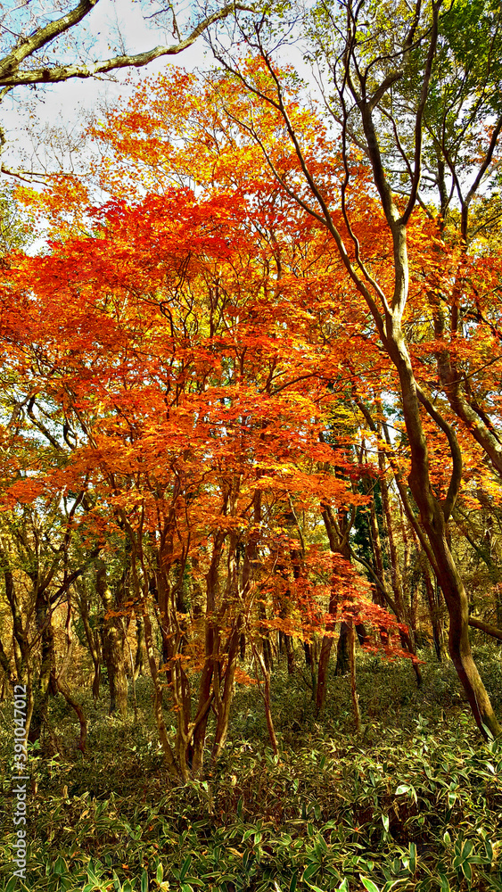 Naklejka premium 한라산 둘레길 천아숲길 풍경, 단풍