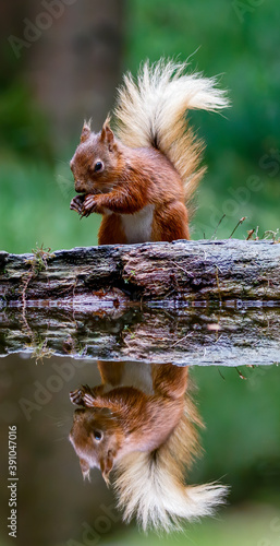 squirrel eating nut