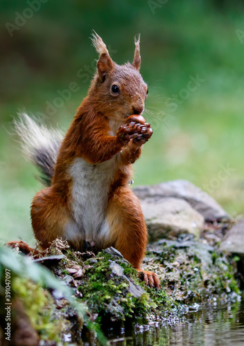 Red Squirrel eating Hazelnut