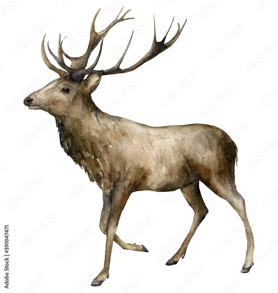Obraz Watercolor Christmas male deer with horns. Hand painted wild animal isolated on white background. Realistic animal for design, fabric, print or background.