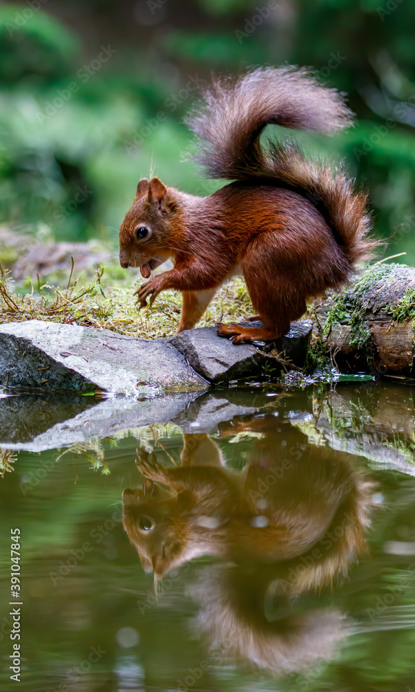 Red Squirrel on water egde