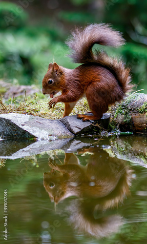 Red Squirrel on water egde