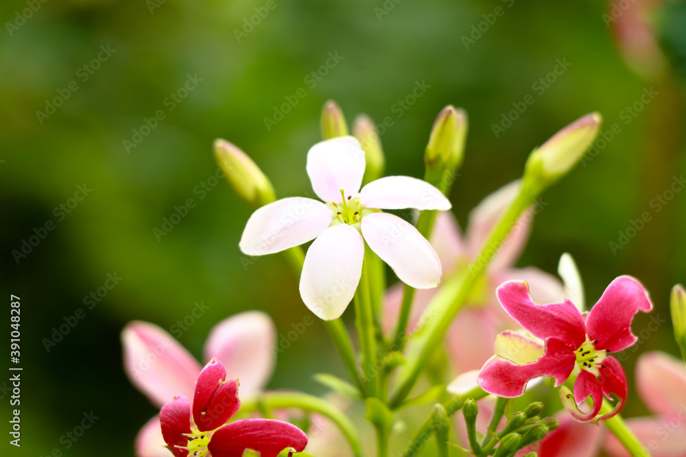 Red and white flowers of Combretum indicum, known as the Rangoon creeper or Chinese honeysuckle Red and white flowers of Combretum indicum, known as the Rangoon creeper or Chinese honeysuckle